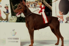 World Winner Kalina v. Norden Stamm SchH3 1989