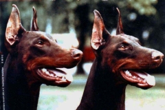 Kalina and Mia on the front cover of Unser Dobermann.
