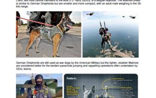 Malinois_police_military_dogs