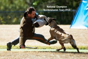 Nordenstamm_Tzary_National_Champion_IPO