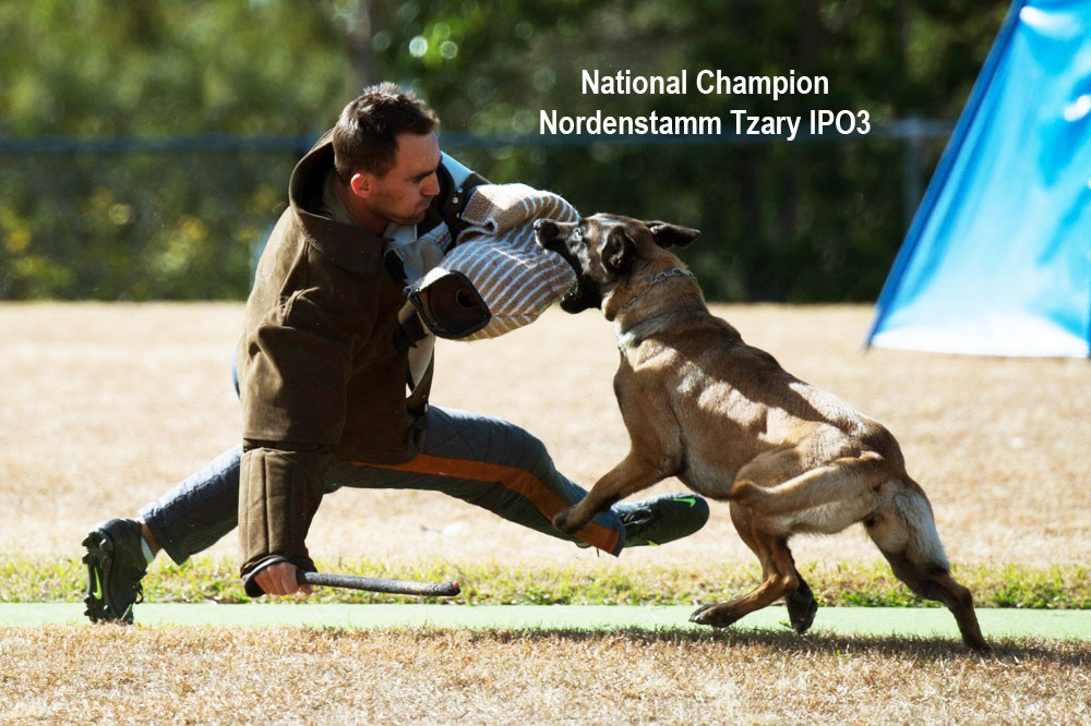 Nordenstamm_Tzary_National_Champion_IPO
