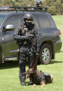 nordenstamm-mojo-federal-police-dog